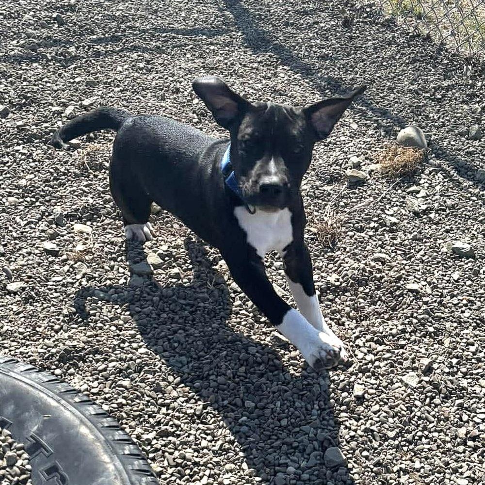 Enlarge Connor, an adopted Mixed Breed in Tioga, PA image 4/6