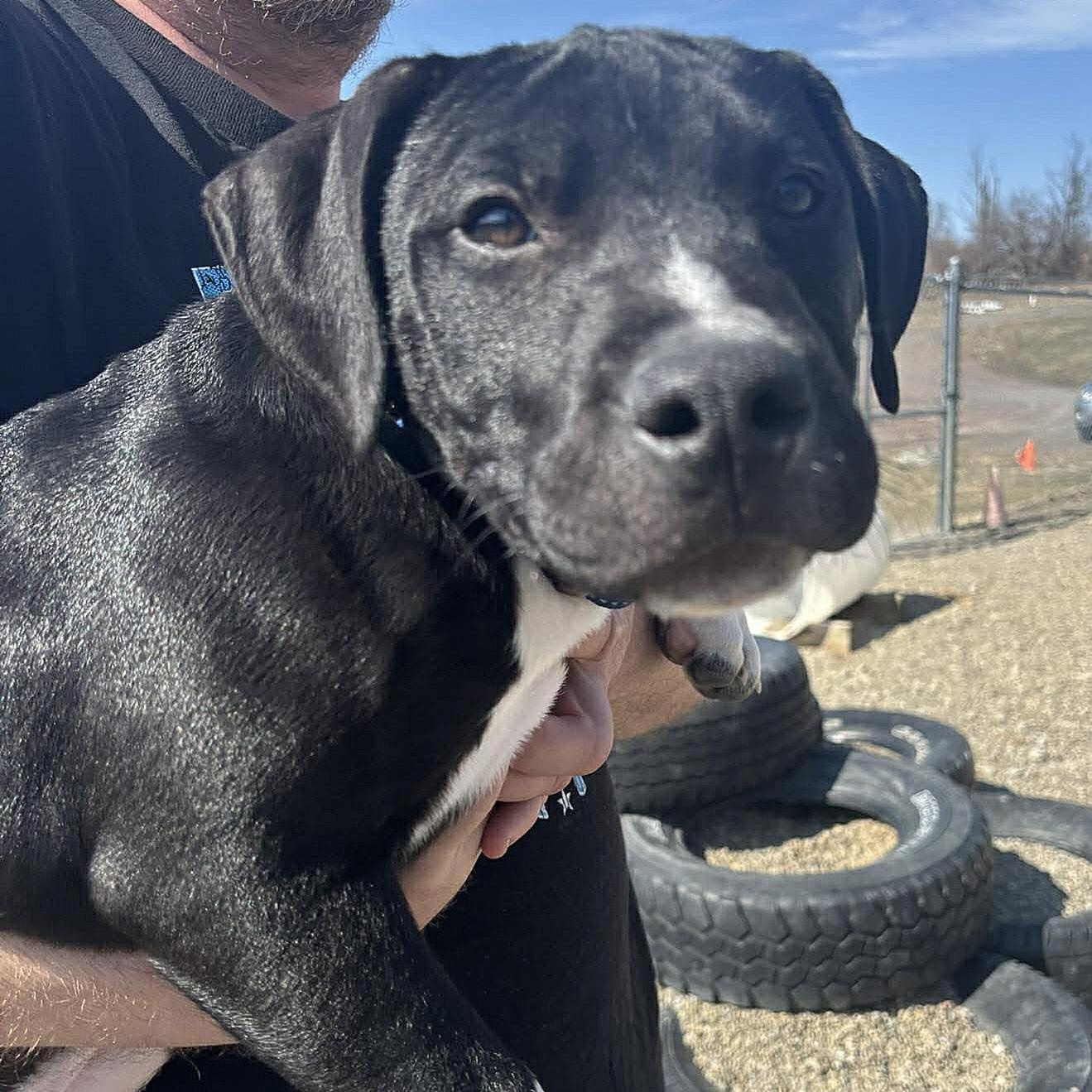 Enlarge Connor, an adopted Mixed Breed in Tioga, PA image 1/6