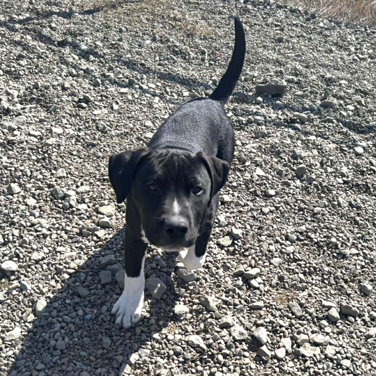 Enlarge Connor, an adopted Mixed Breed in Tioga, PA image 5/6