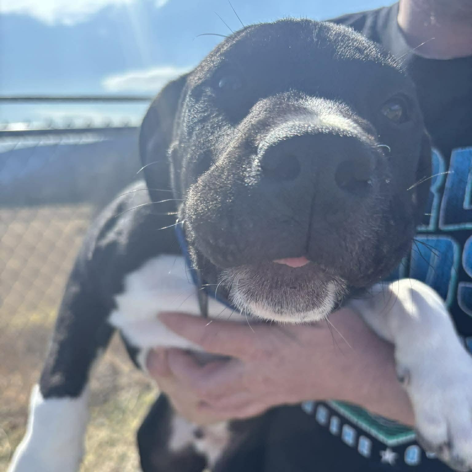 Enlarge Connor, an adopted Mixed Breed in Tioga, PA image 2/6