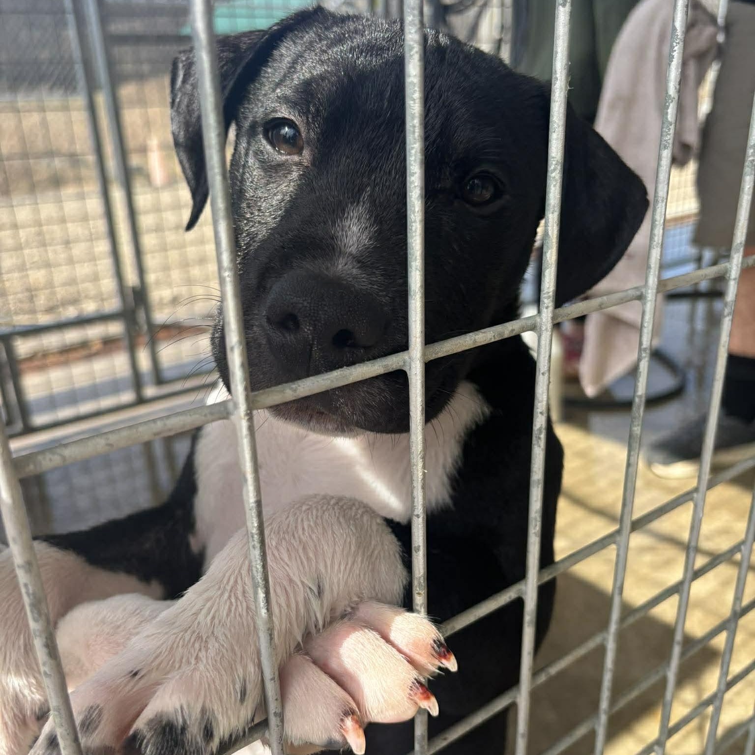 Enlarge Connor, an adopted Mixed Breed in Tioga, PA image 3/6