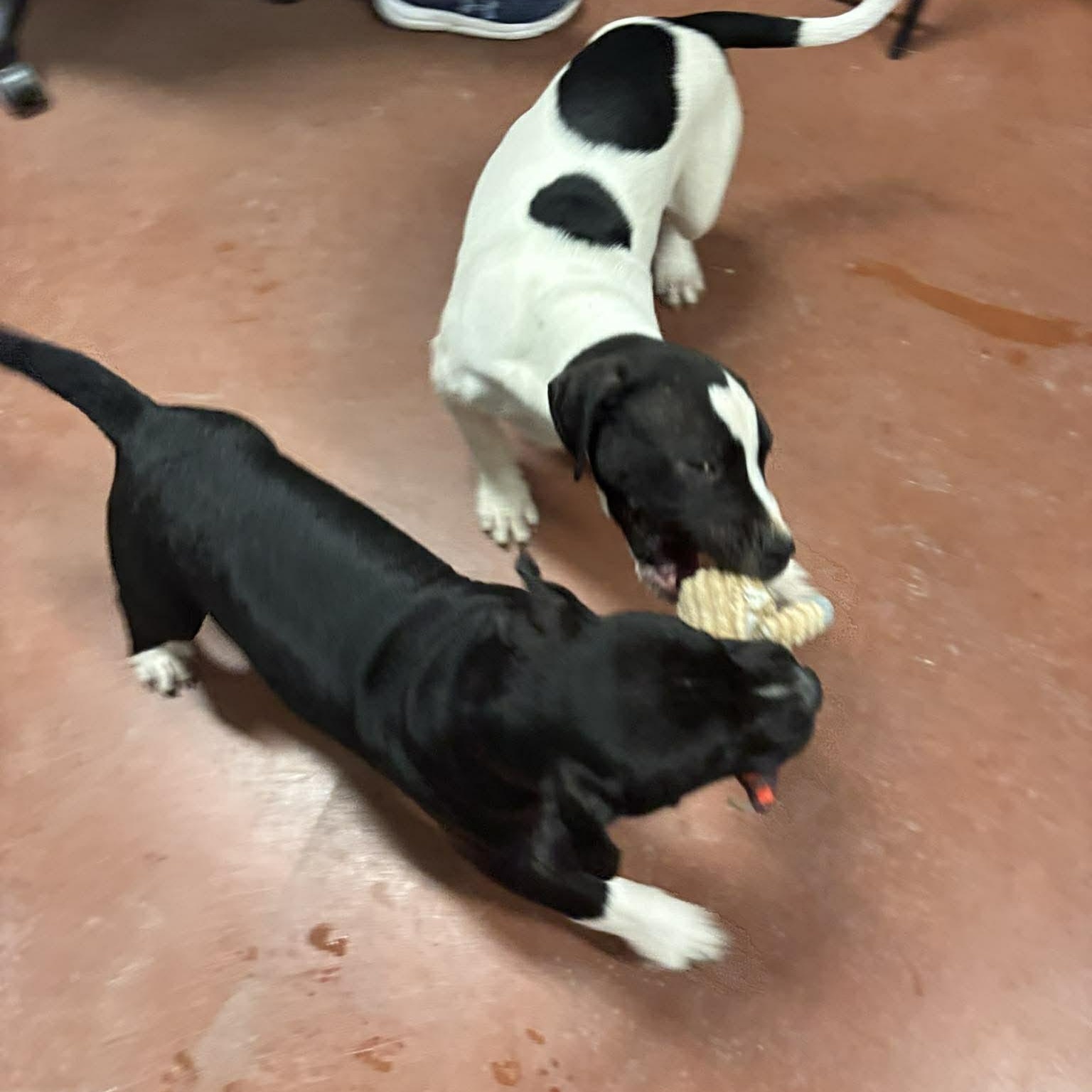 Enlarge Connor, an adopted Mixed Breed in Tioga, PA image 6/6