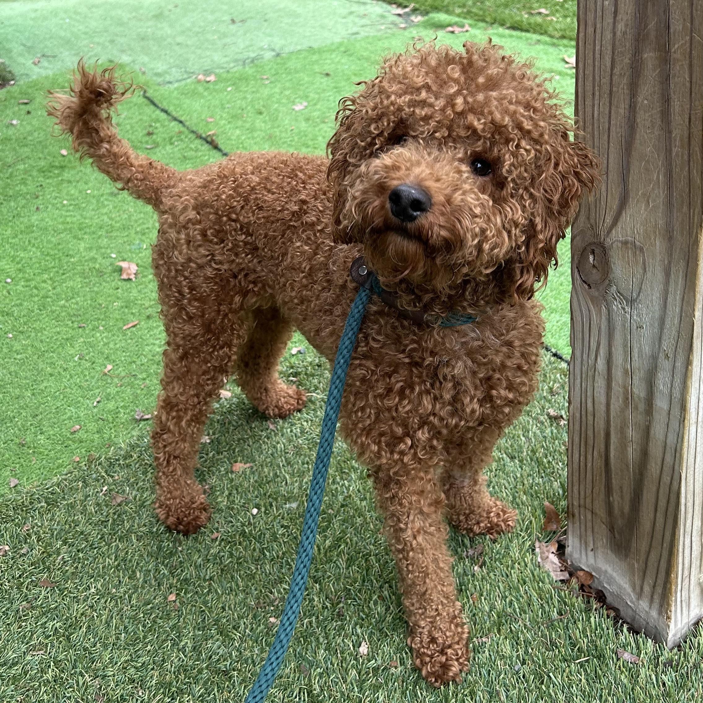 Professor Teddy Bear, adopted, Young Female Poodle.