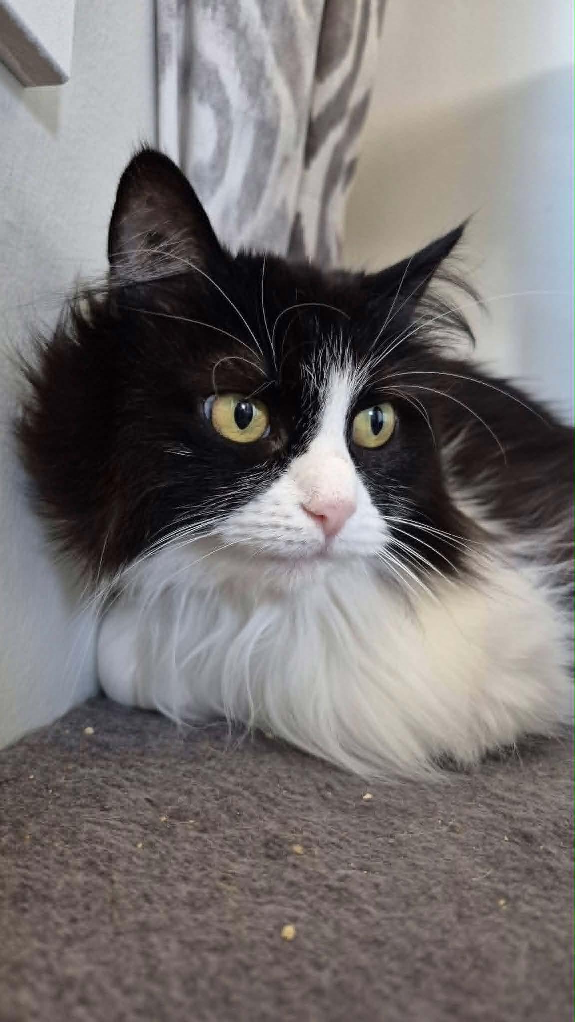Enlarge Diesel, a ADOPTABLE Domestic Long Hair in Courtenay, BC image 2/3