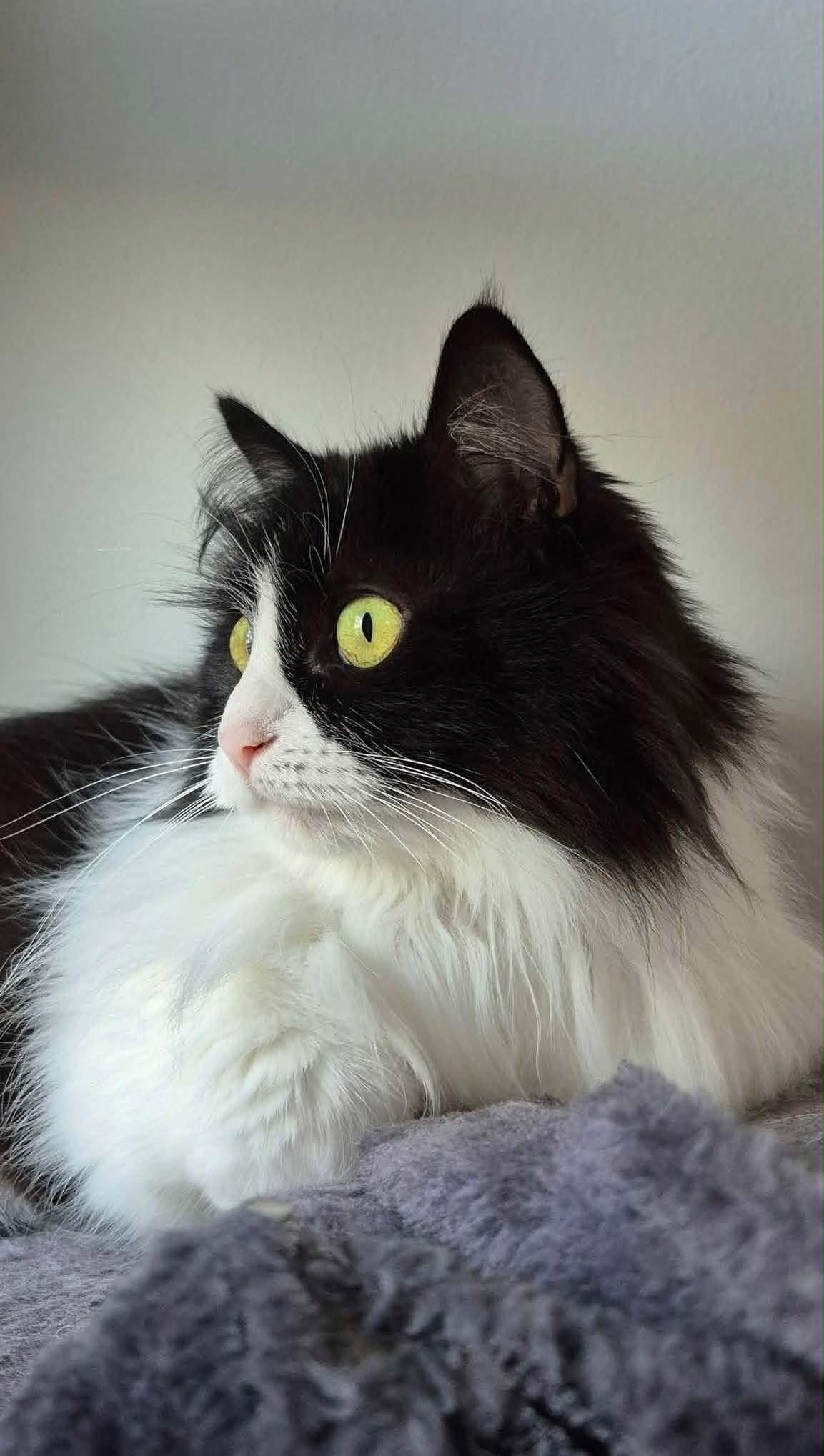 Diesel, ADOPTABLE, Young Female Domestic Long Hair.