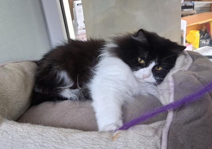 Enlarge Diesel, a ADOPTABLE Domestic Long Hair in Courtenay, BC image 3/3