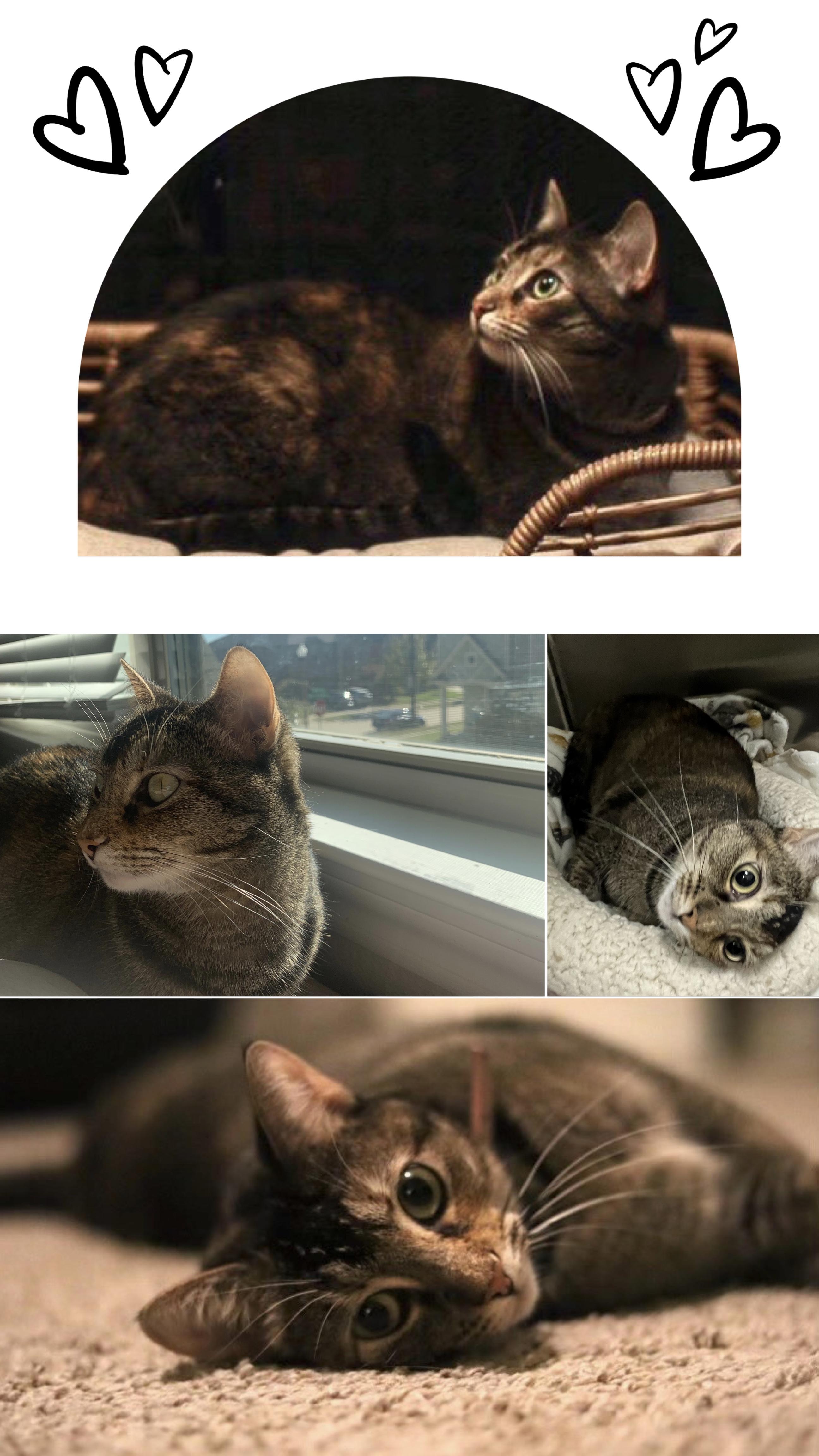 Enlarge Naga, a Adoptable mixed breed in Fort Worth, TX image 1/2