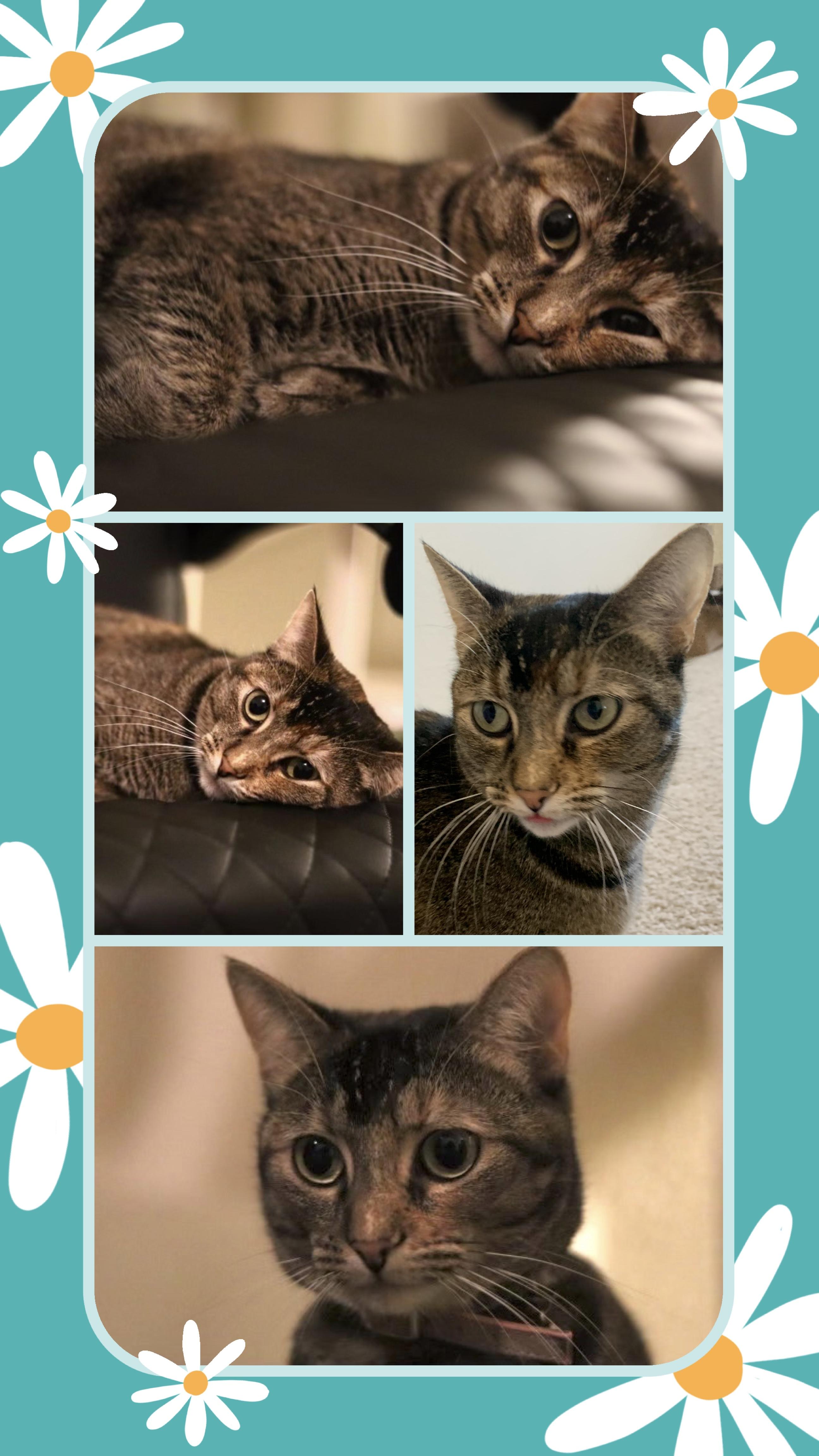 Enlarge Naga, a Adoptable mixed breed in Fort Worth, TX image 2/2