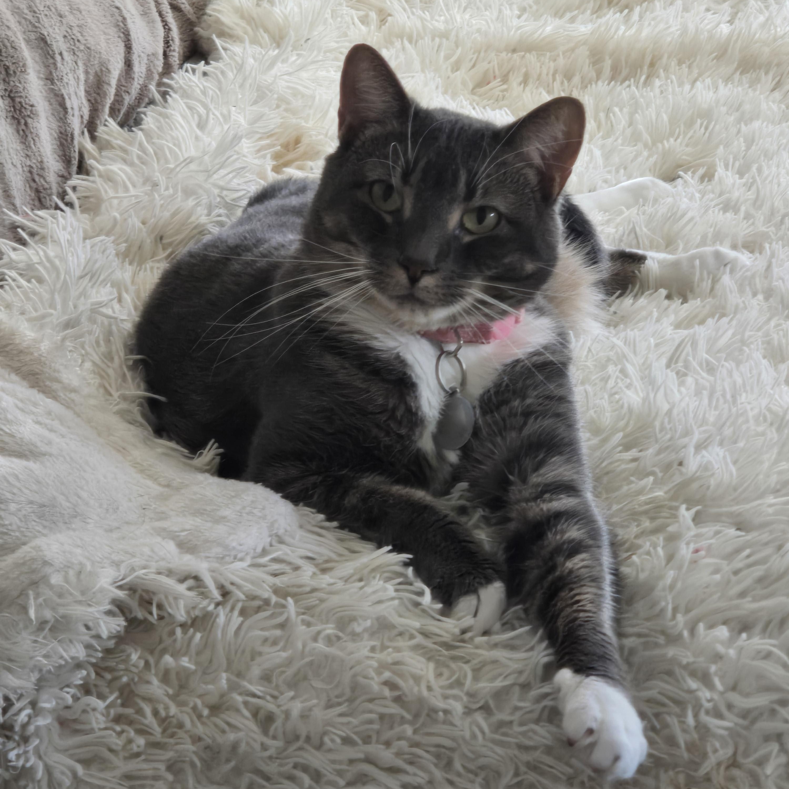 Enlarge Angelina, a Adoptable Tabby in North Bergen, NJ image 2/5