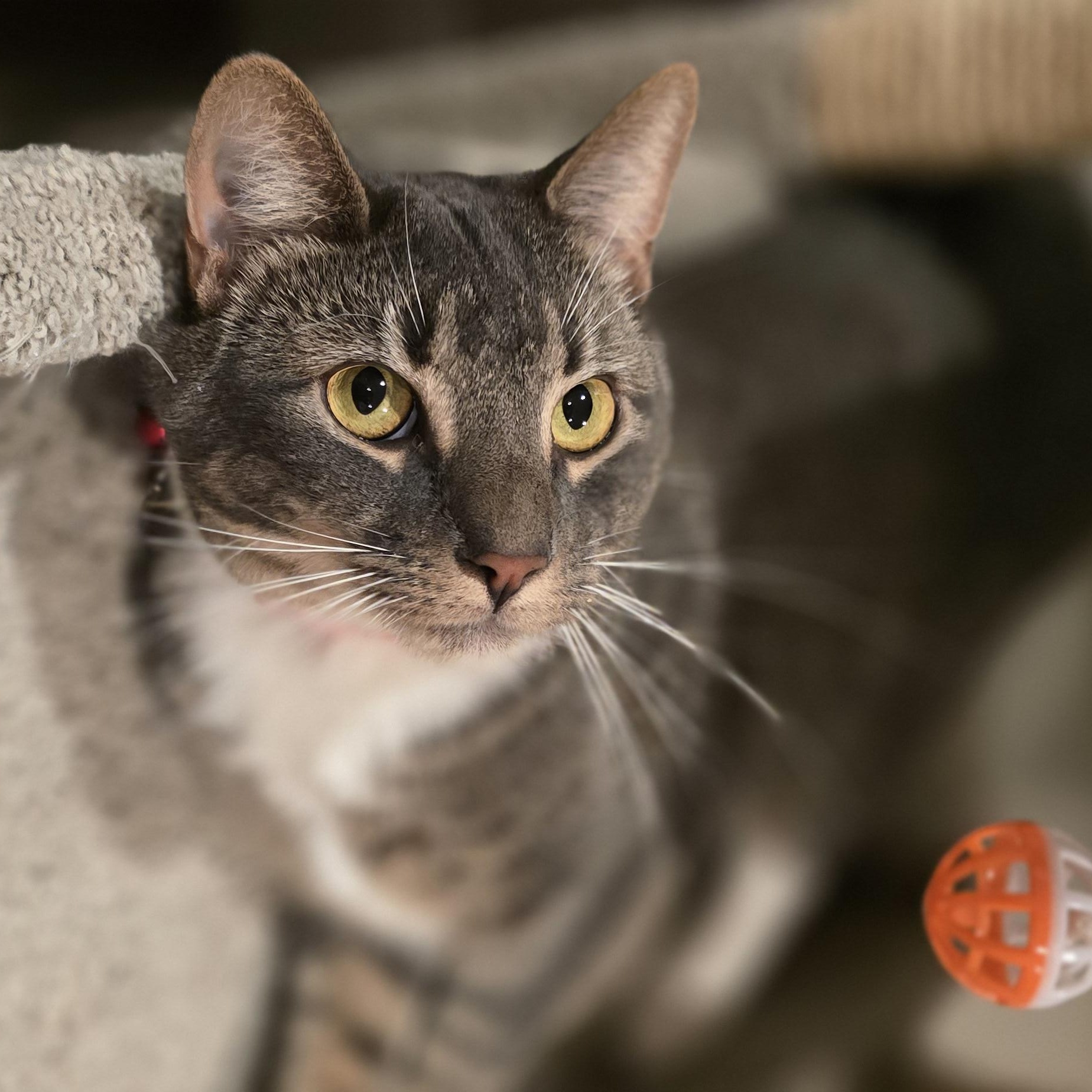 Angelina, Adoptable, Young Female Tabby.