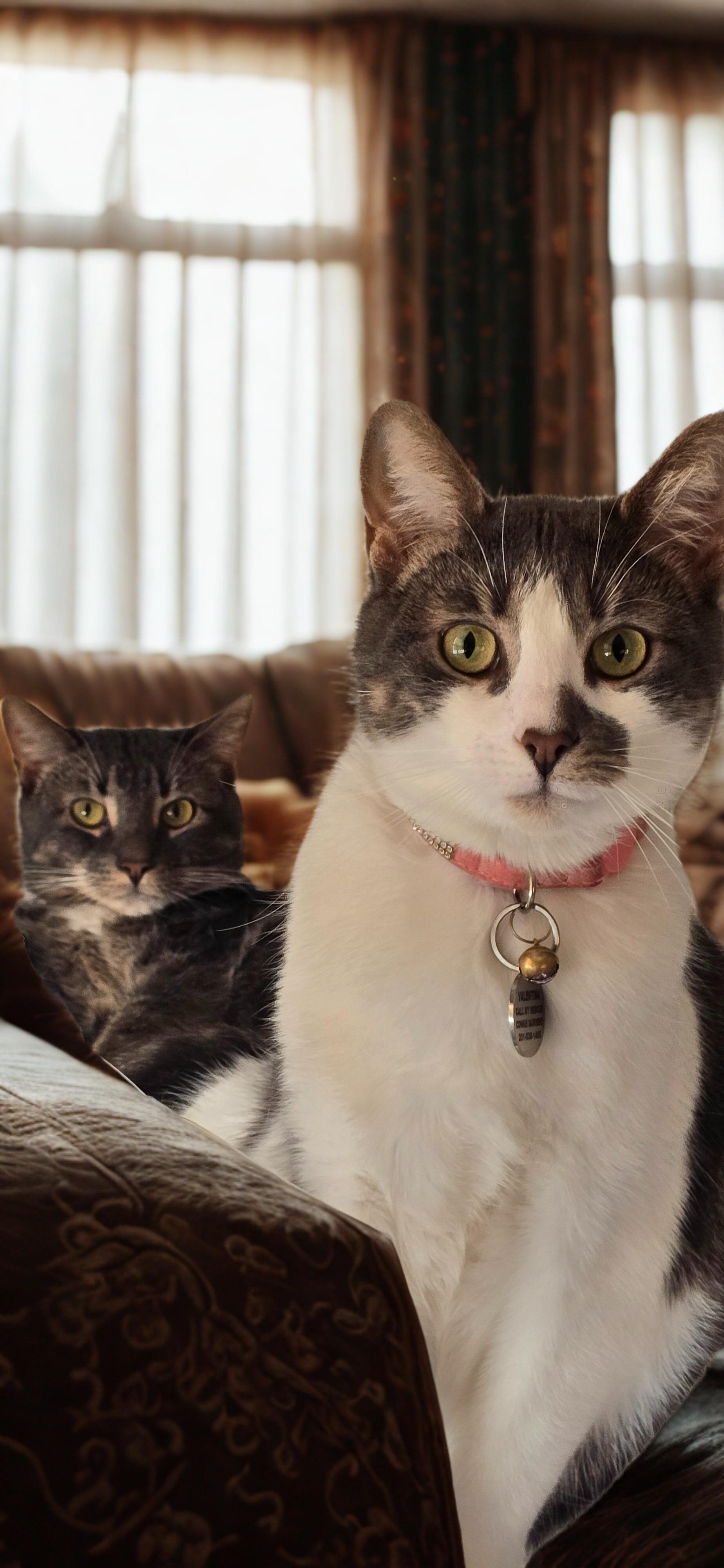 Enlarge Angelina, a Adoptable Tabby in North Bergen, NJ image 4/5