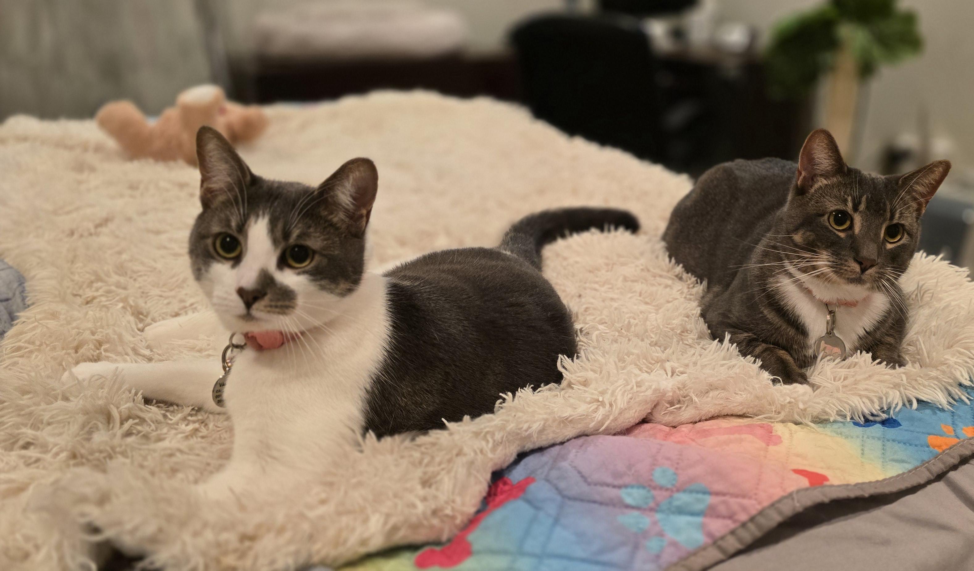 Enlarge Angelina, a Adoptable Tabby in North Bergen, NJ image 5/5