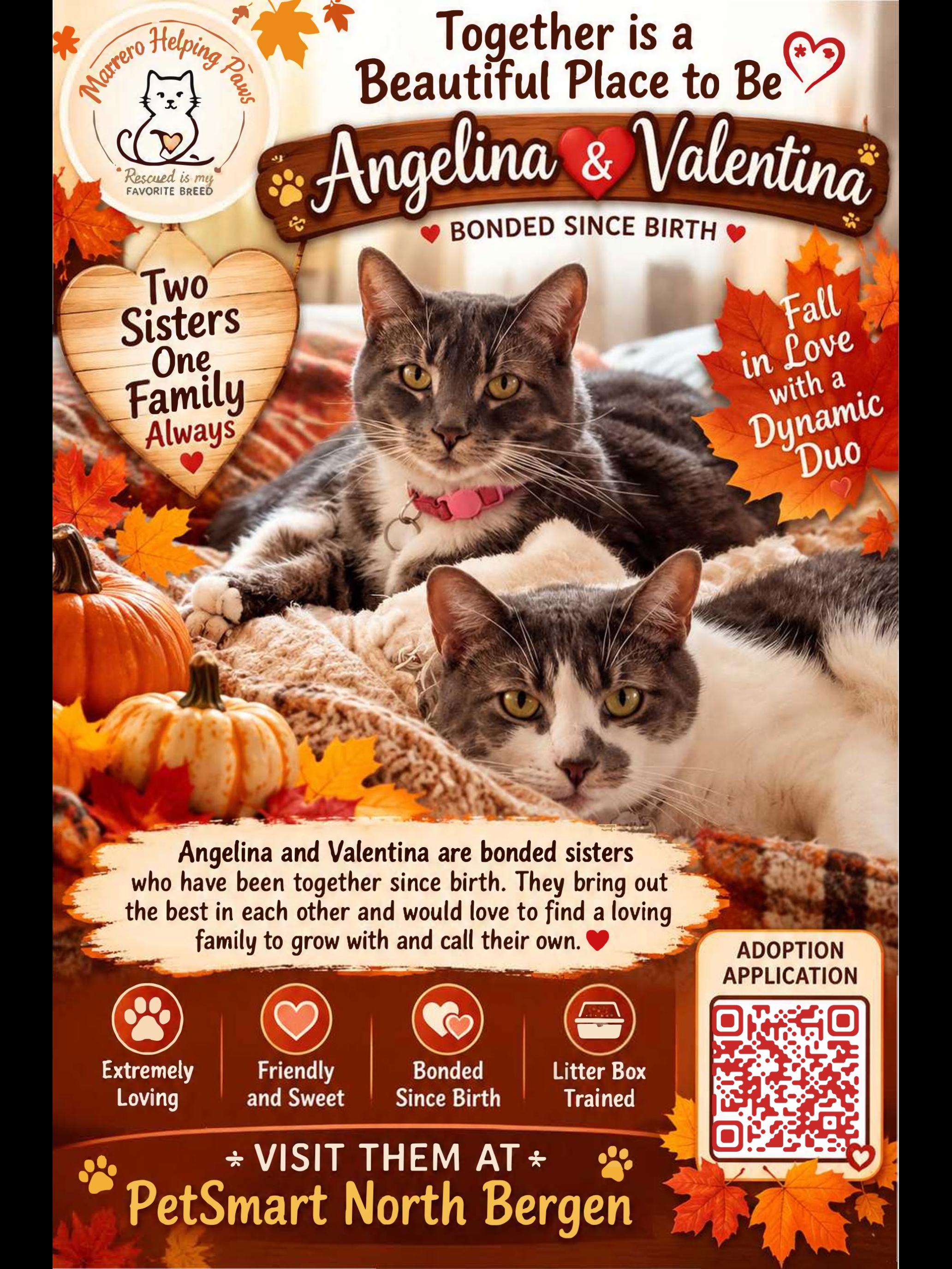 Enlarge Angelina & Valentina / Bonded Sisters, a Adoptable Tabby in North Bergen, NJ image 1/6
