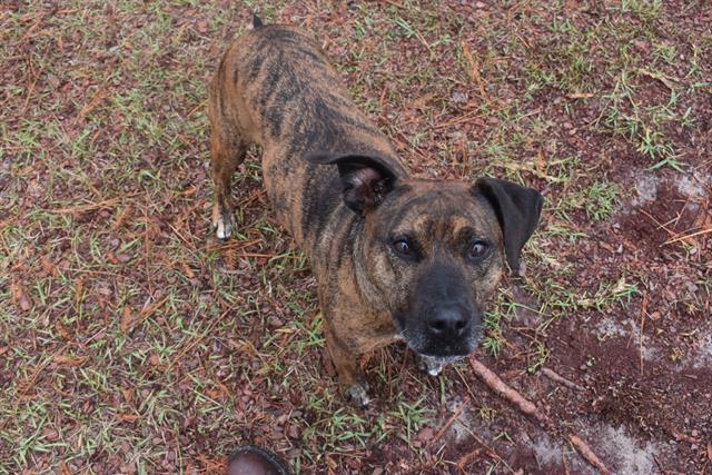GWEN, Adoptable, Adult Female Labrador Retriever & Boxer.