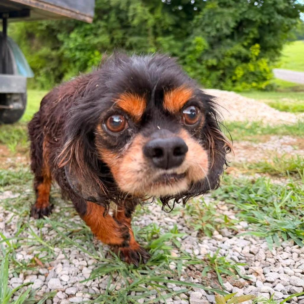 洋蘭　Den.MaroonStar'Cavalier' Cavalier King Charles Spaniels for Adoption in Horn Lake