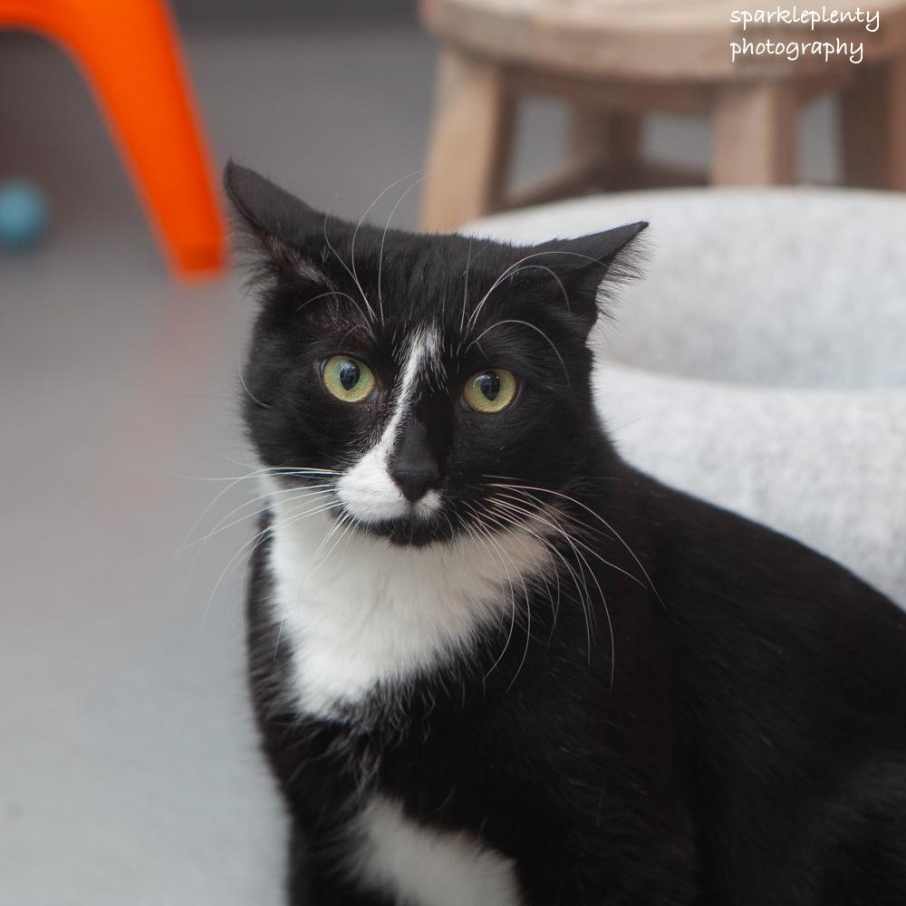 Boy, adoptable, Adult Male Domestic Short Hair.