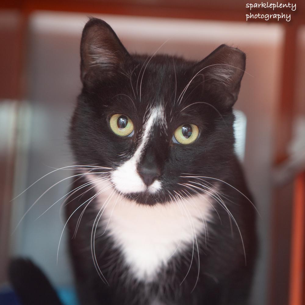 Enlarge Boy, an adoptable Domestic Short Hair in Ridgefield, CT image 1/5