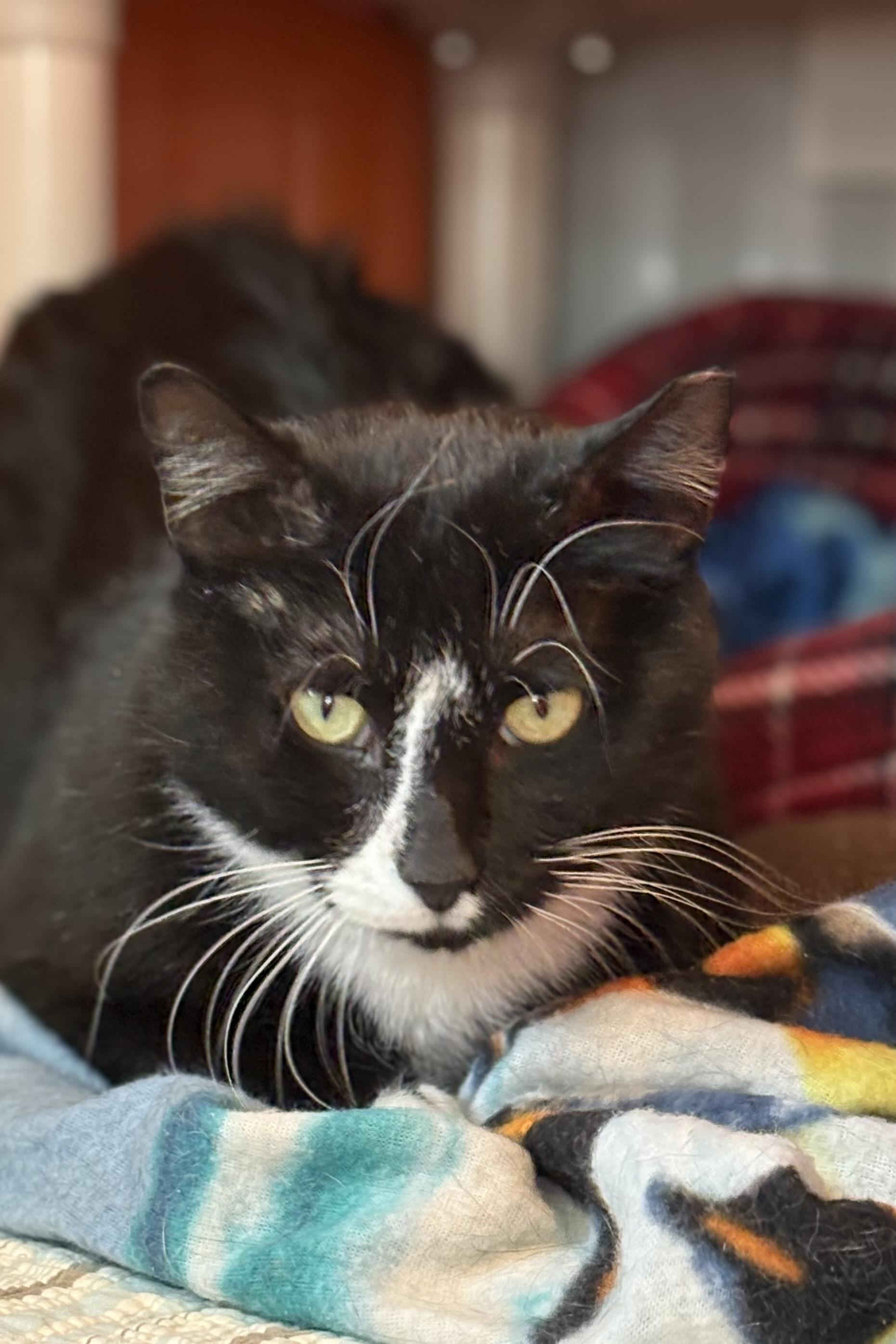 Enlarge Boy, an adoptable Domestic Short Hair in Ridgefield, CT image 4/5