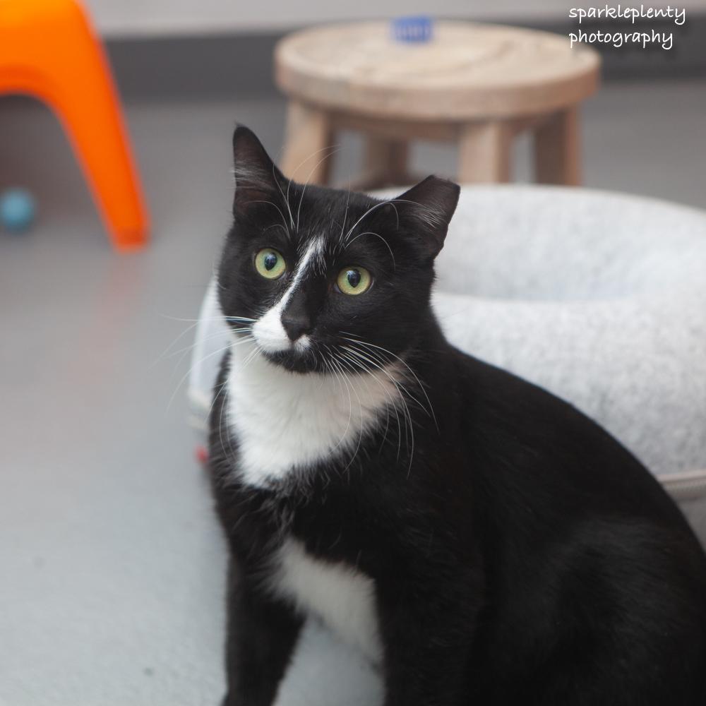 Enlarge Boy, an adoption pending Domestic Short Hair in Ridgefield, CT image 3/5