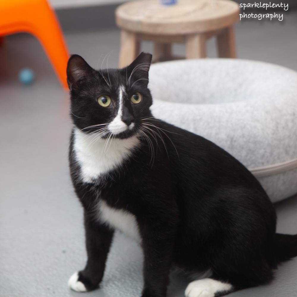 Enlarge Boy, an adoption pending Domestic Short Hair in Ridgefield, CT image 2/5