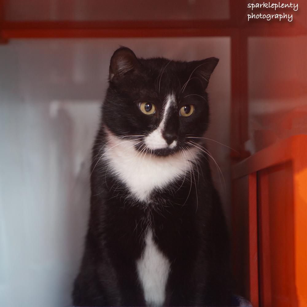 Enlarge Boy, an adoptable Domestic Short Hair in Ridgefield, CT image 3/5