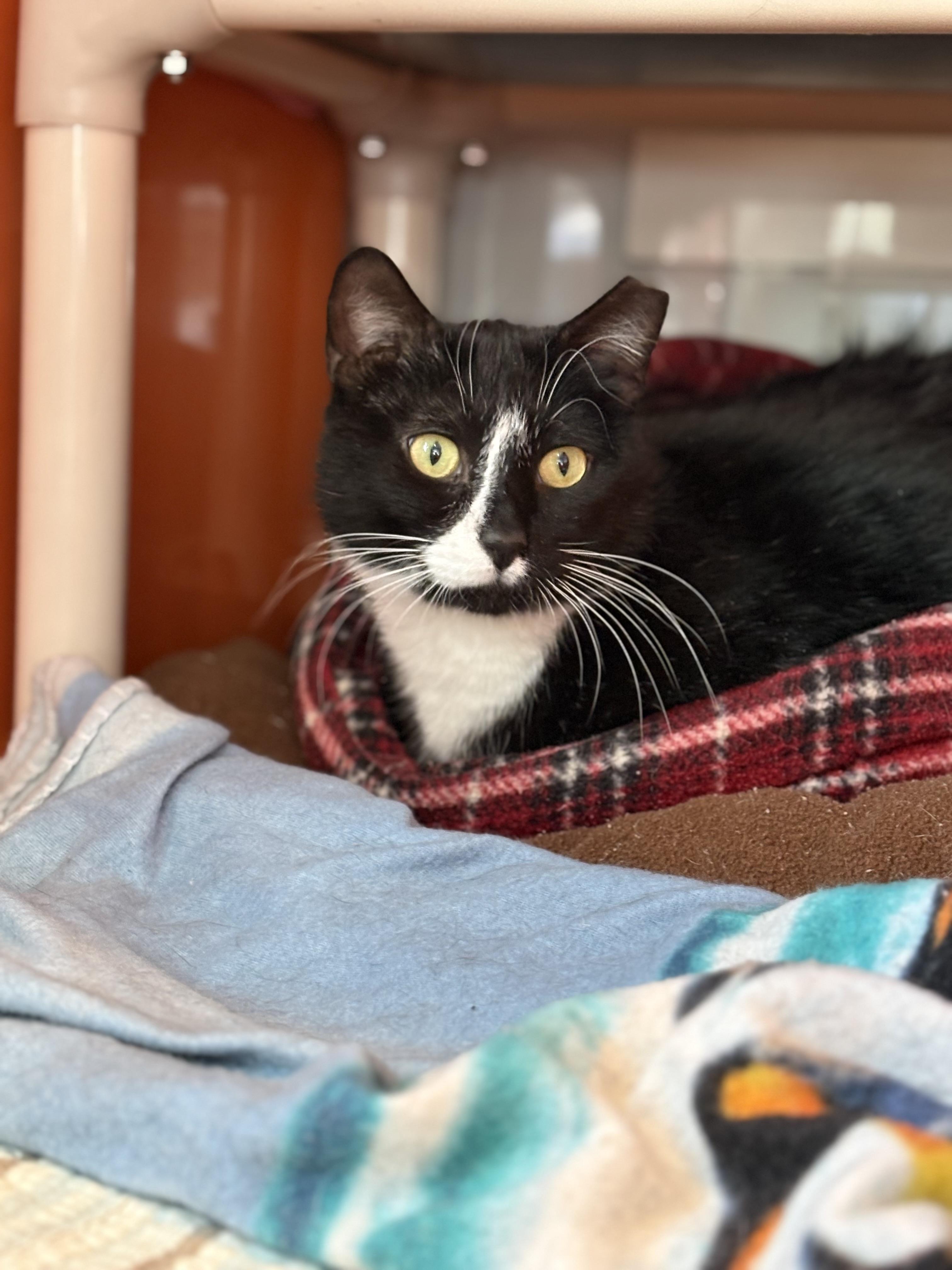 Enlarge Boy, an adoptable Domestic Short Hair in Ridgefield, CT image 5/5