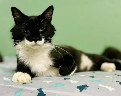 Joey(Foster Needed) — thumbnail 2