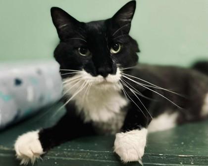 Joey(Foster Needed) — thumbnail 5