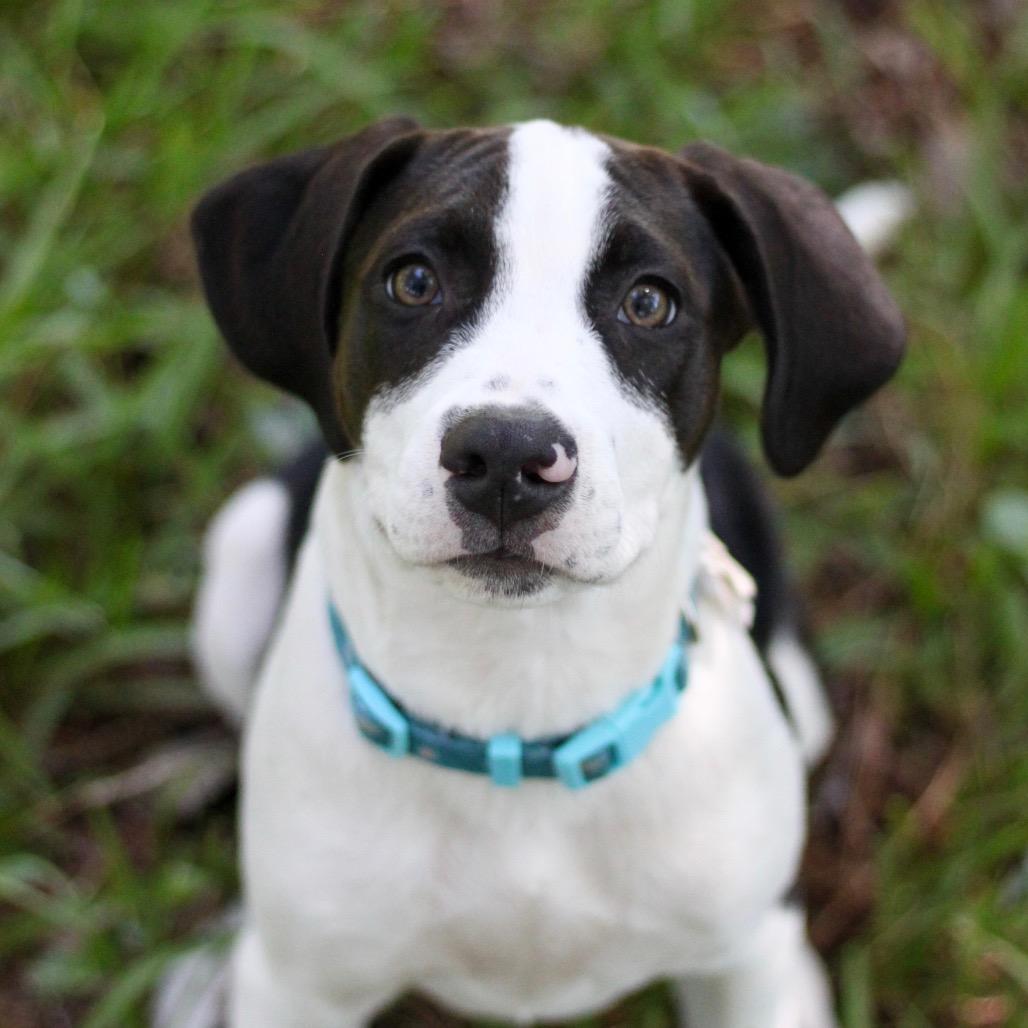Enlarge Willie Nelson, a Adoptable mixed breed in Durham, NC image 5/6