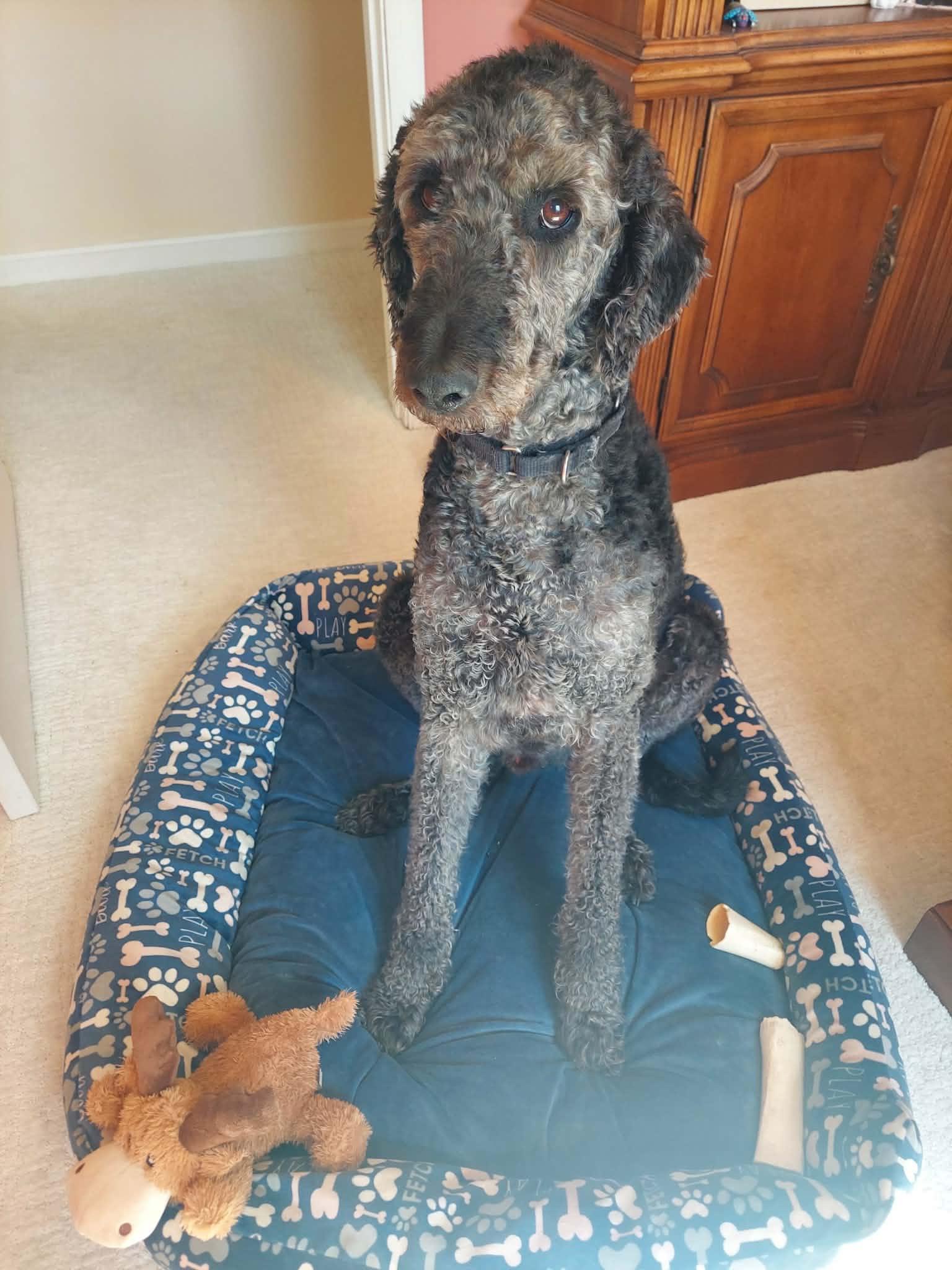 WALLY-VIRGINIA, a Adoptable Labradoodle in CENTREVILLE, VA image 4/6