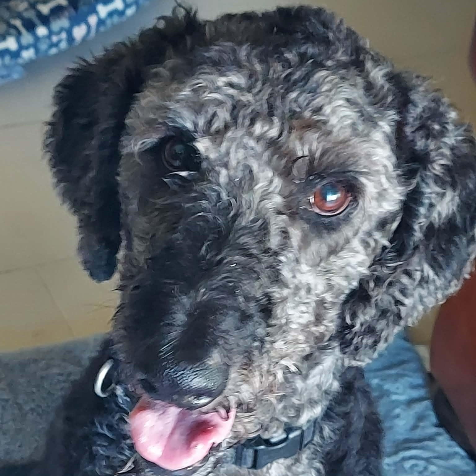 WALLY-VIRGINIA, Adoptable, Adult Male Labradoodle.