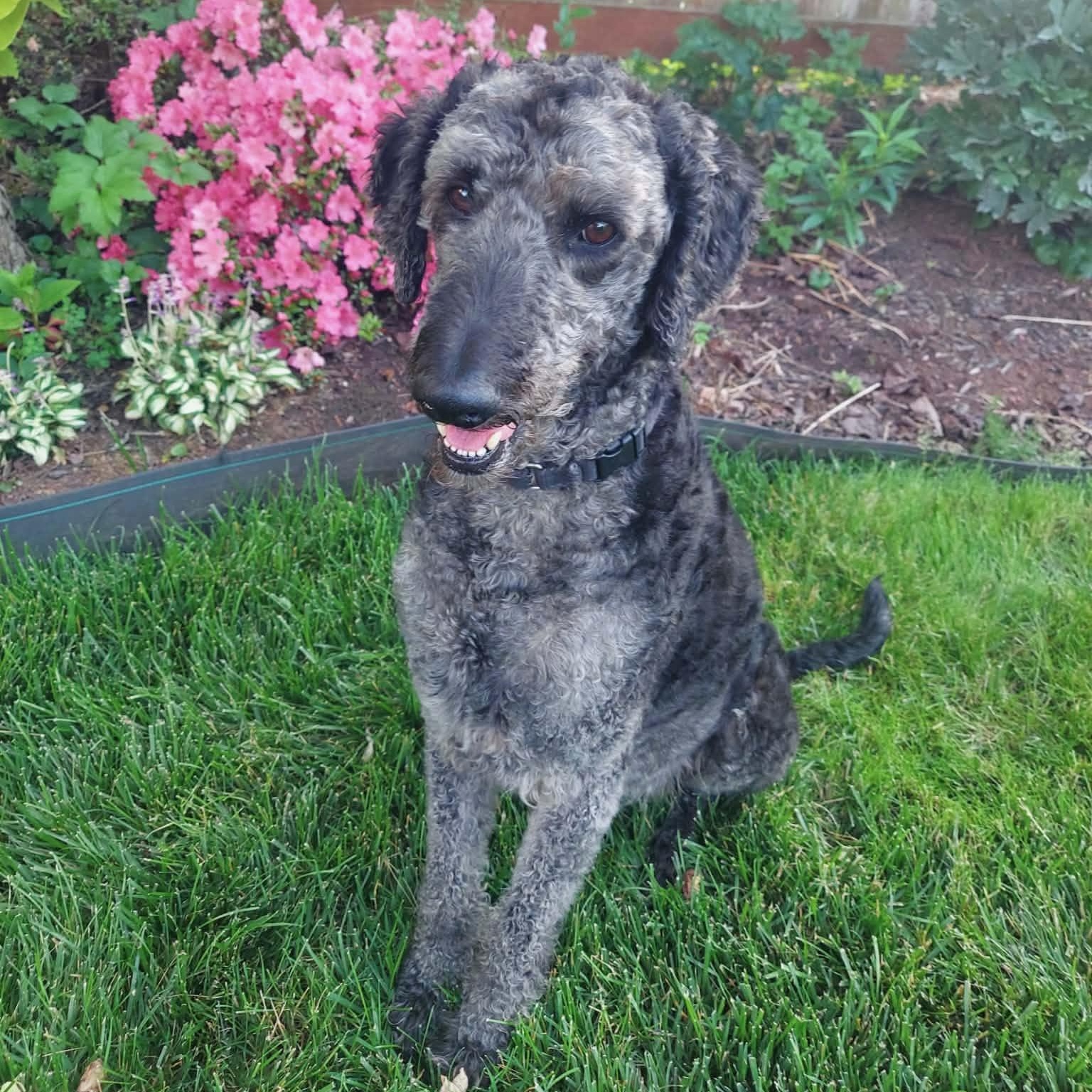 Enlarge WALLY-VIRGINIA, a Adoptable Labradoodle in CENTREVILLE, VA image 1/6