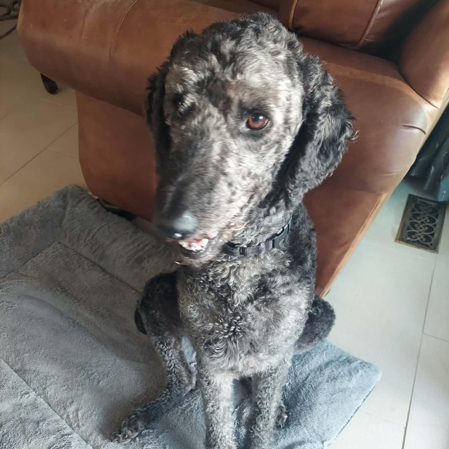 Enlarge WALLY-VIRGINIA, a Adoptable Labradoodle in CENTREVILLE, VA image 3/6