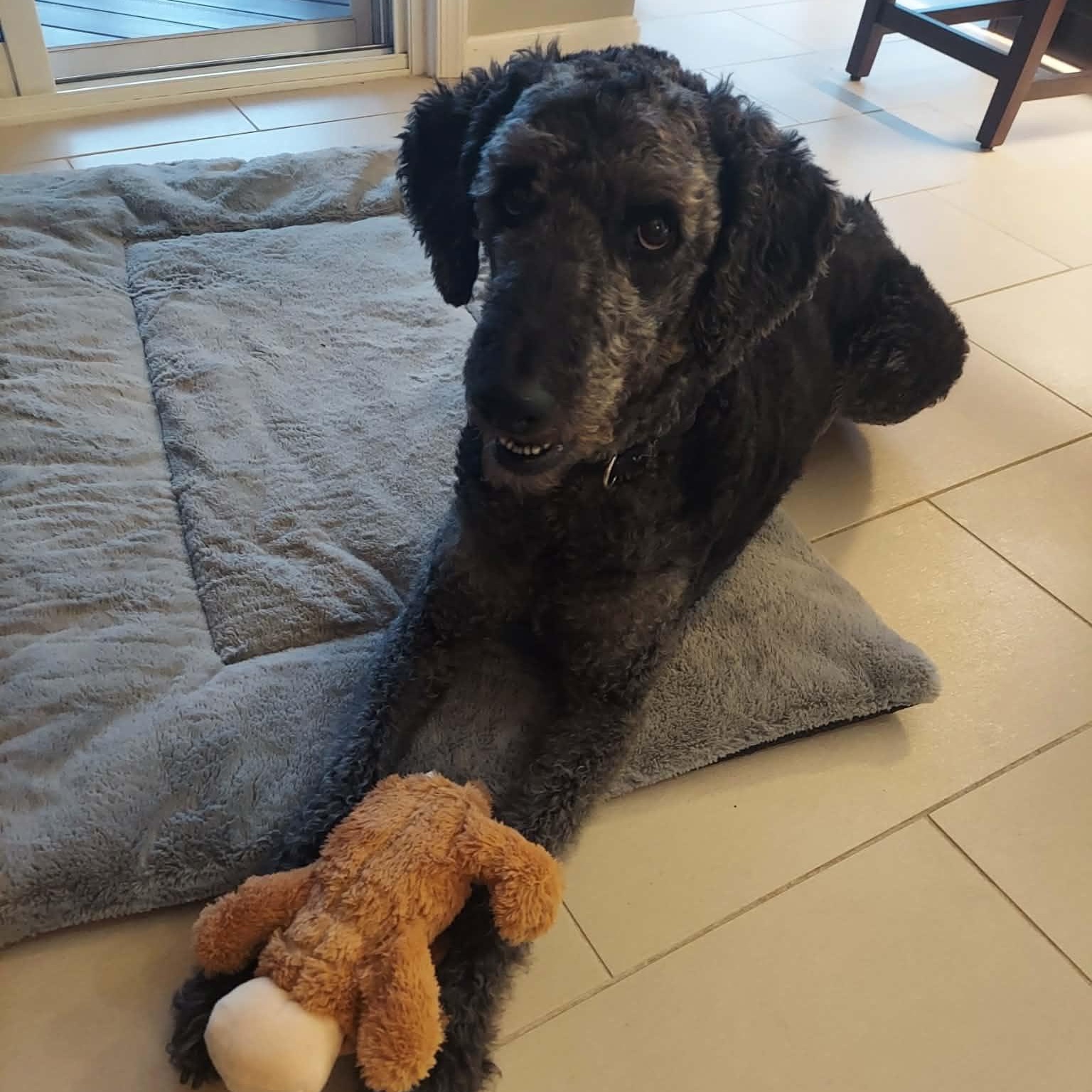 Enlarge WALLY-VIRGINIA, a Adoptable Labradoodle in CENTREVILLE, VA image 4/6