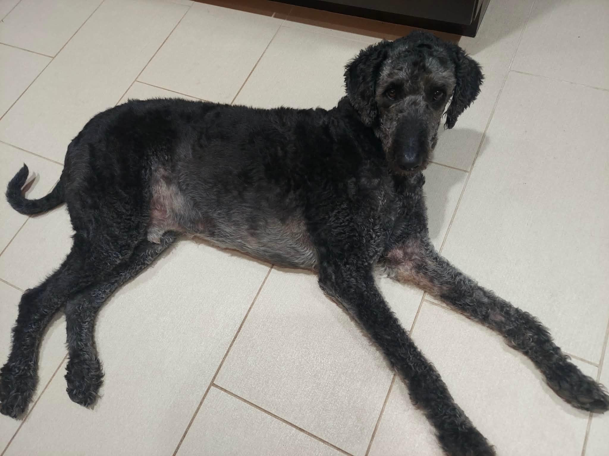 Enlarge WALLY-VIRGINIA, a Adoptable Labradoodle in CENTREVILLE, VA image 5/6