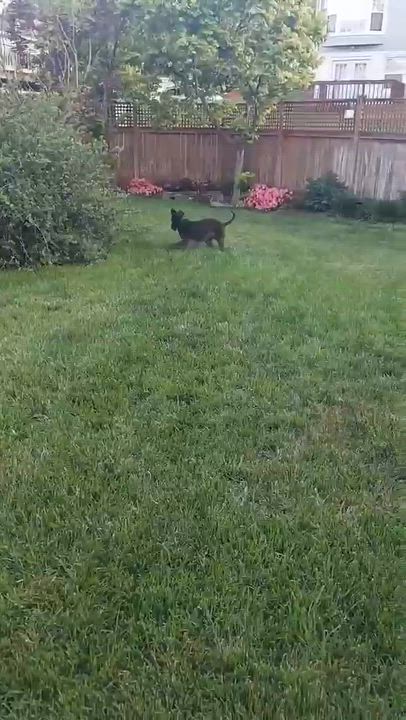 Enlarge WALLY-VIRGINIA, a Adoptable Labradoodle in CENTREVILLE, VA video 6/6