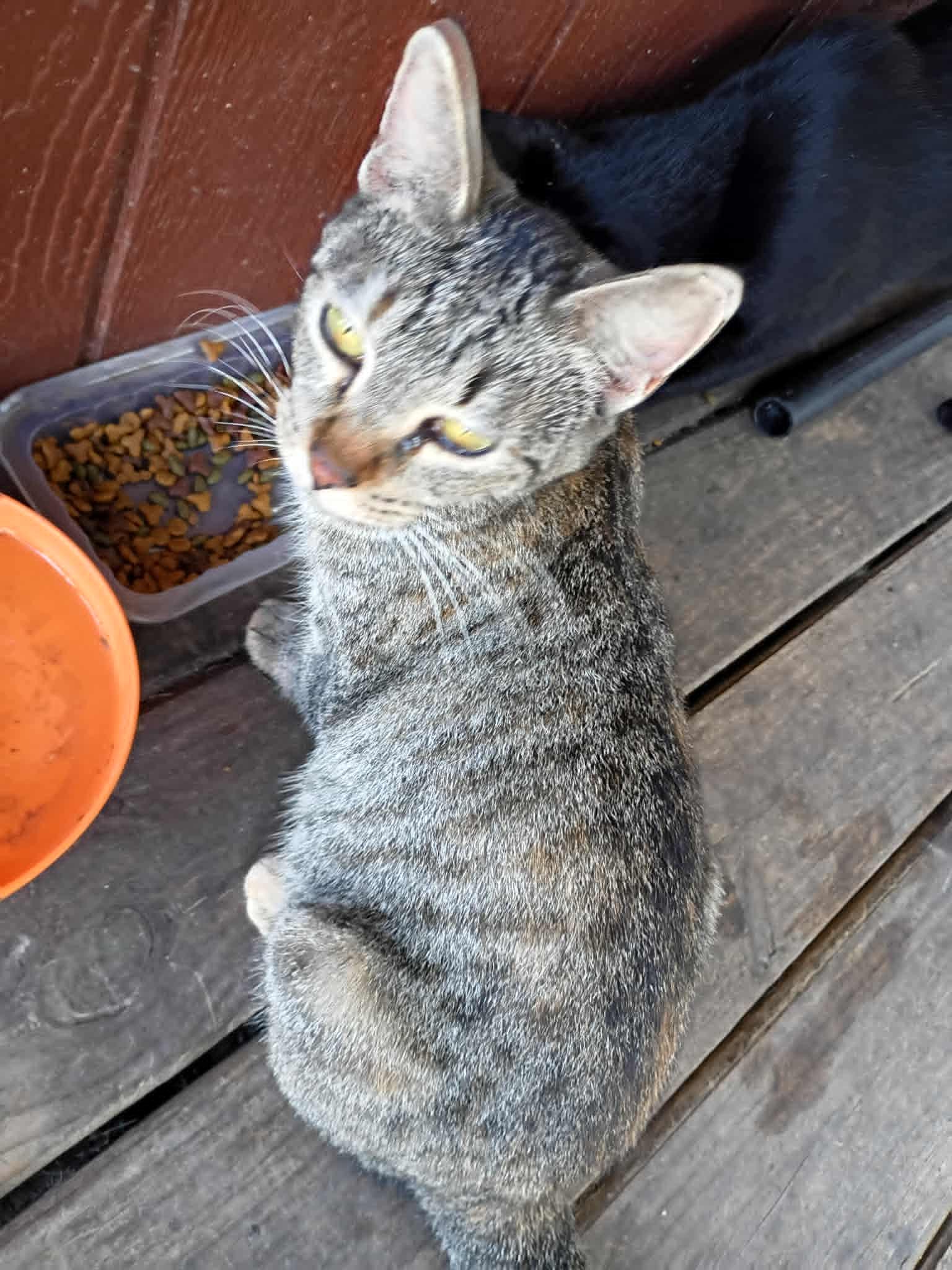 Baby, adopted, Young Female Domestic Short Hair.