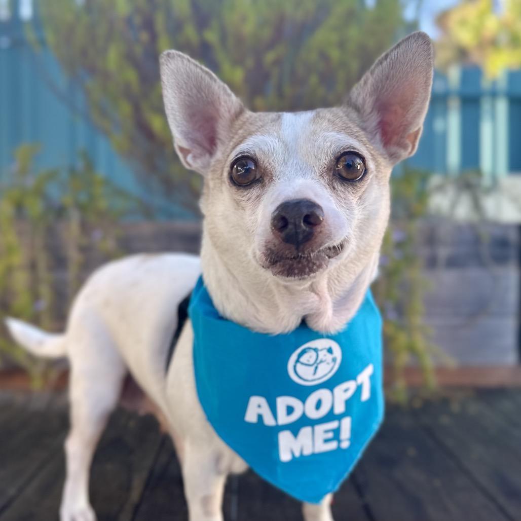 Leaf, Adoptable, Senior Female Chihuahua.