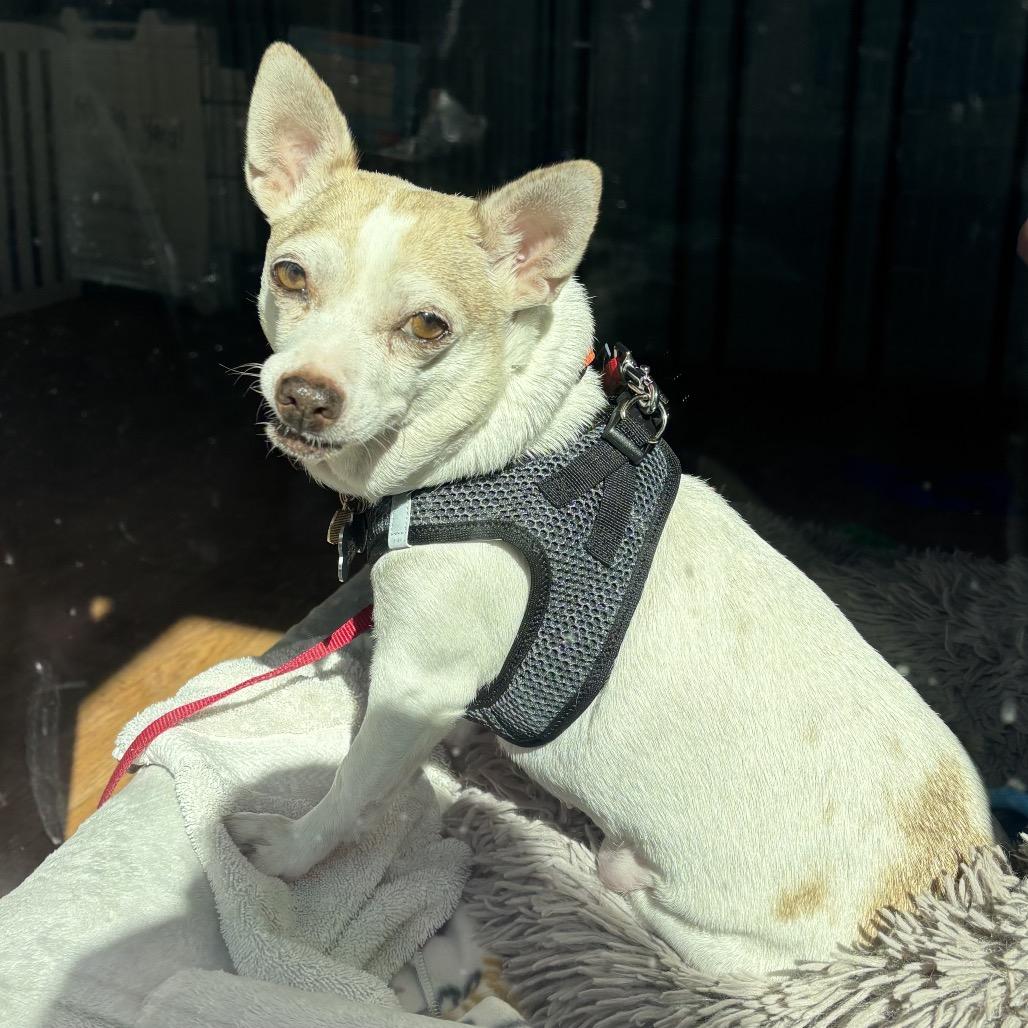 Leaf, a Adoptable Chihuahua in Corpus Christi, TX image 4/6