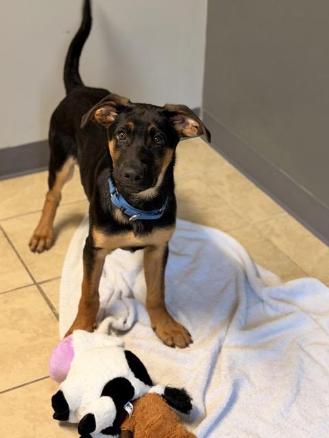 Enlarge Harley, an adopted mixed breed in Sparta, NJ image 2/5