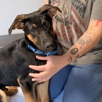 Enlarge Harley, an adopted mixed breed in Sparta, NJ image 5/5