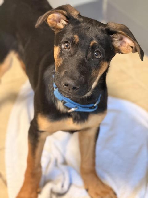 Enlarge Harley, an adopted mixed breed in Sparta, NJ image 1/5