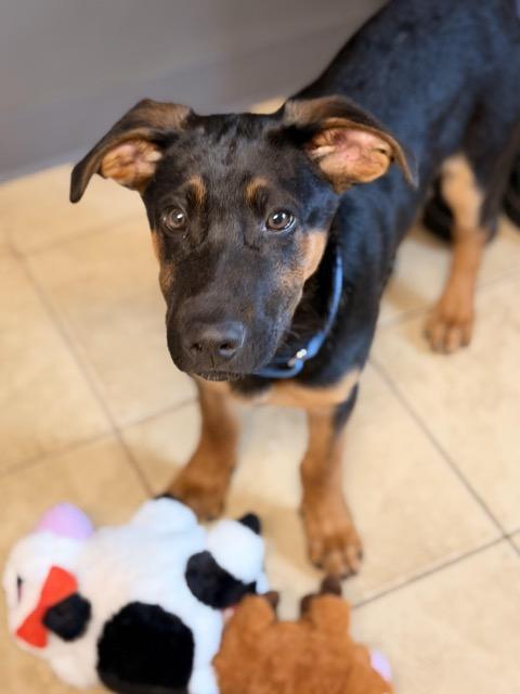 Enlarge Harley, an adopted mixed breed in Sparta, NJ image 4/5