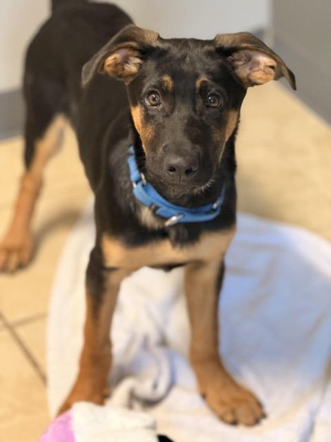 Enlarge Harley, an adopted mixed breed in Sparta, NJ image 3/5