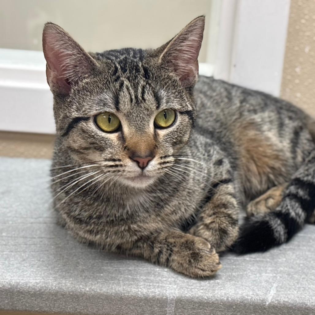 Enlarge Eclair, a Adoptable Domestic Short Hair in Mebane, NC image 1/6