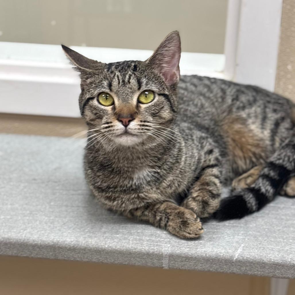 Enlarge Eclair, a Adoptable Domestic Short Hair in Mebane, NC image 2/6