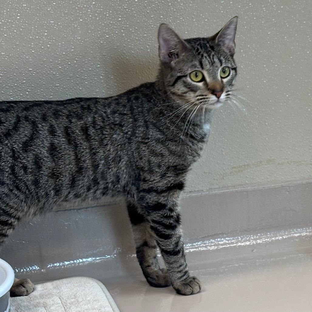 Enlarge Eclair, a Adoptable Domestic Short Hair in Mebane, NC image 3/6