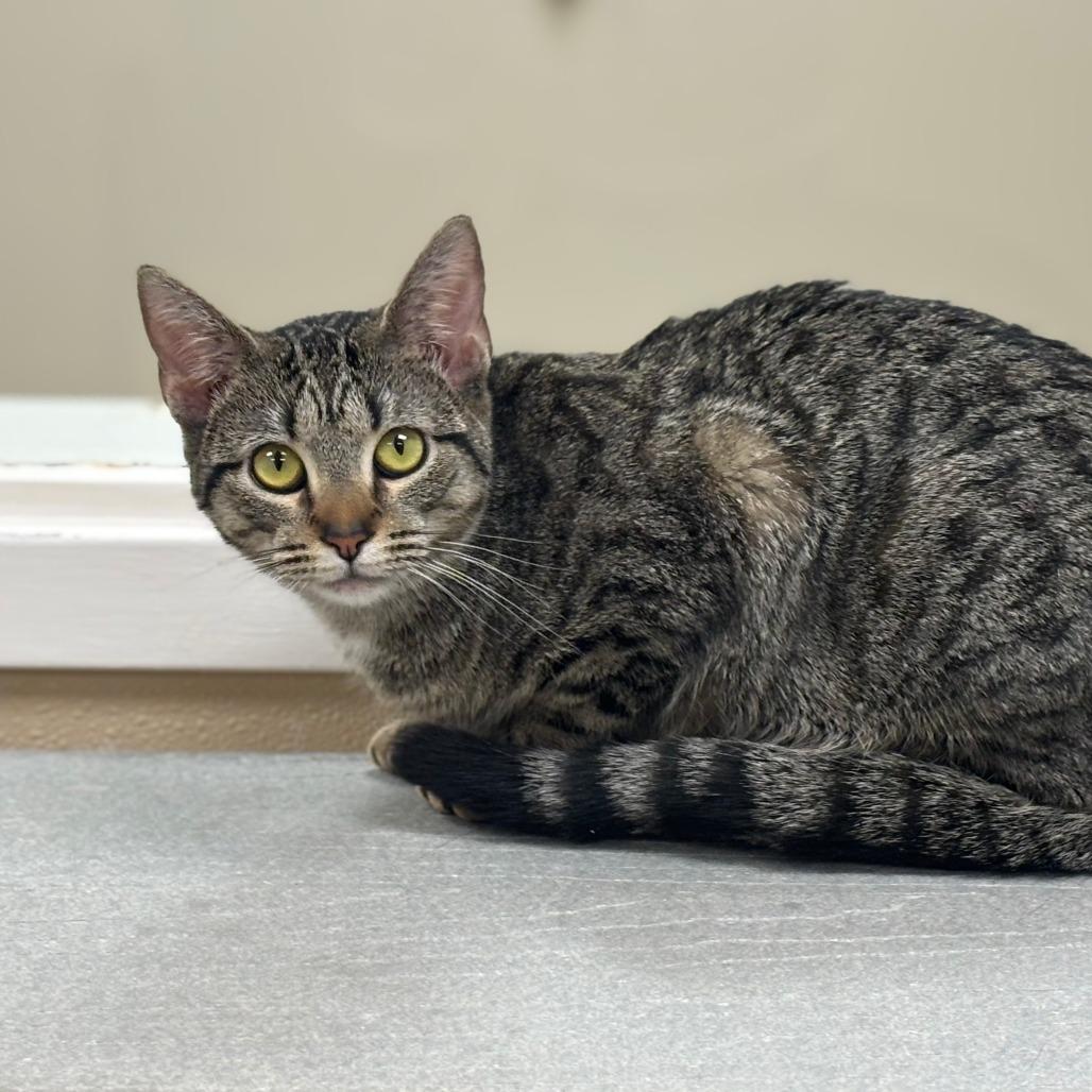 Enlarge Eclair, a Adoptable Domestic Short Hair in Mebane, NC image 4/6