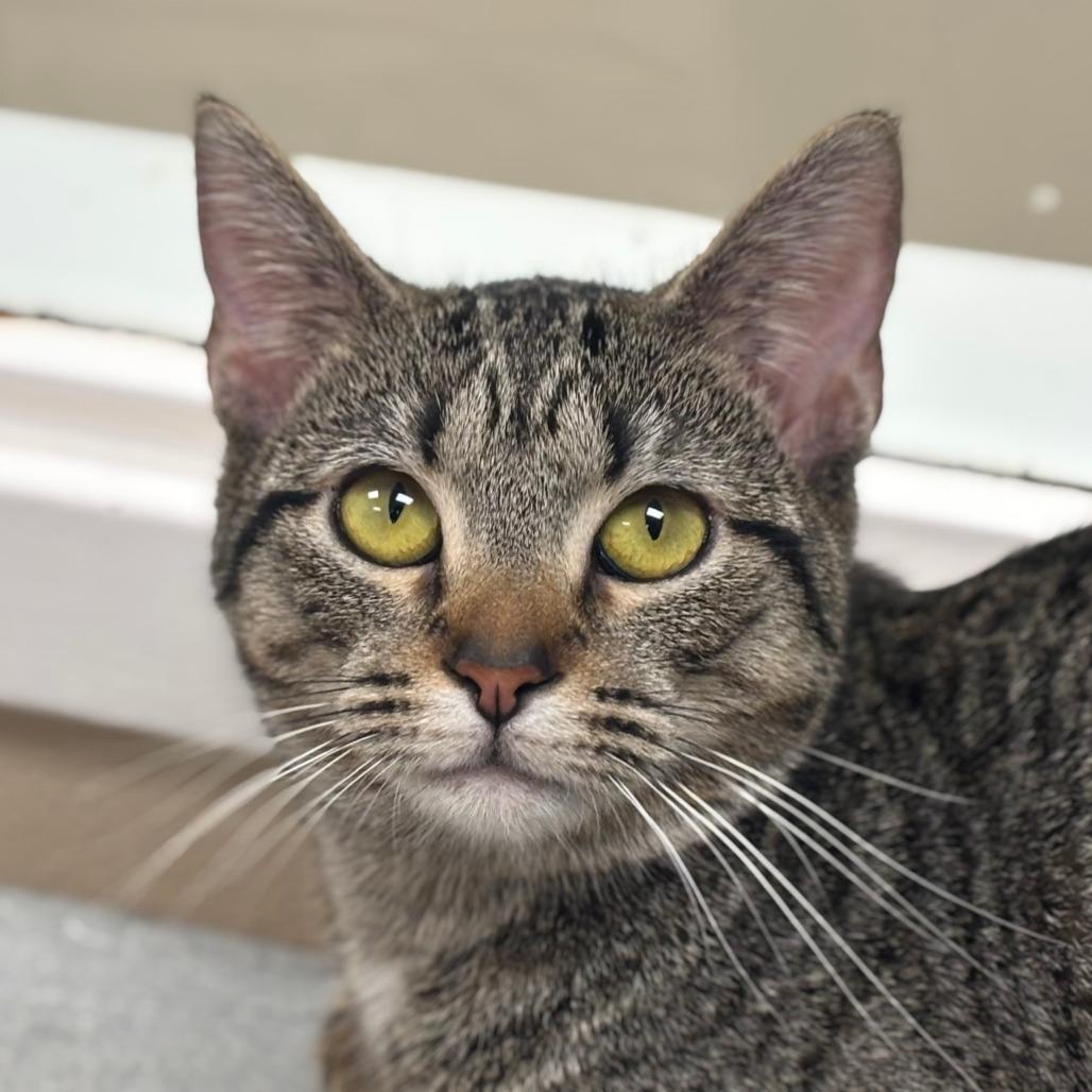 Enlarge Eclair, a Adoptable Domestic Short Hair in Mebane, NC image 5/6