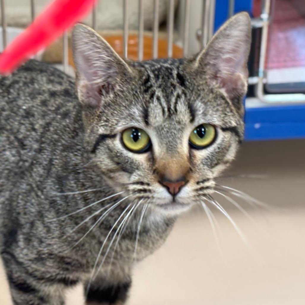 Enlarge Eclair, a Adoptable Domestic Short Hair in Mebane, NC image 6/6